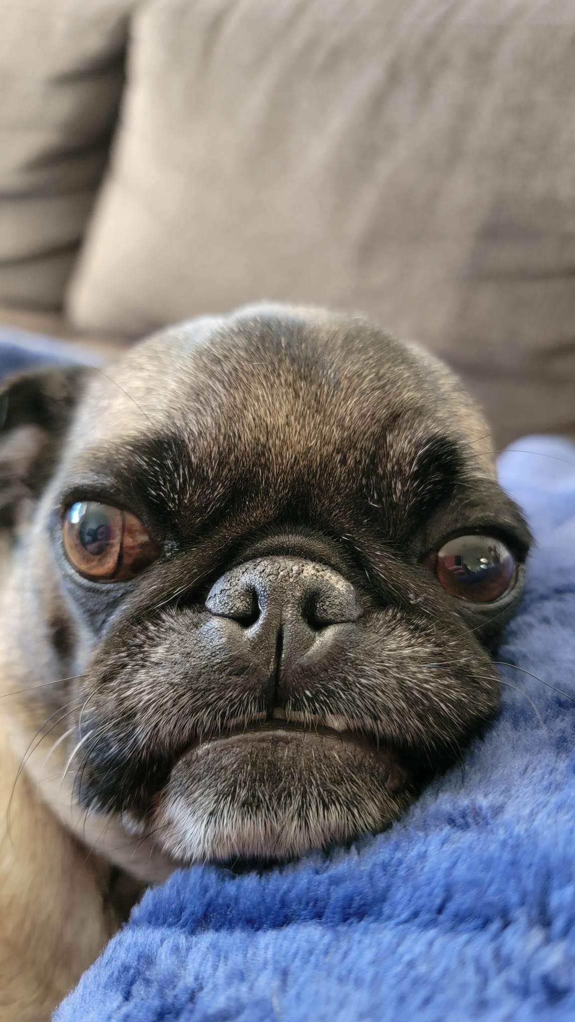 aprehensive puggo