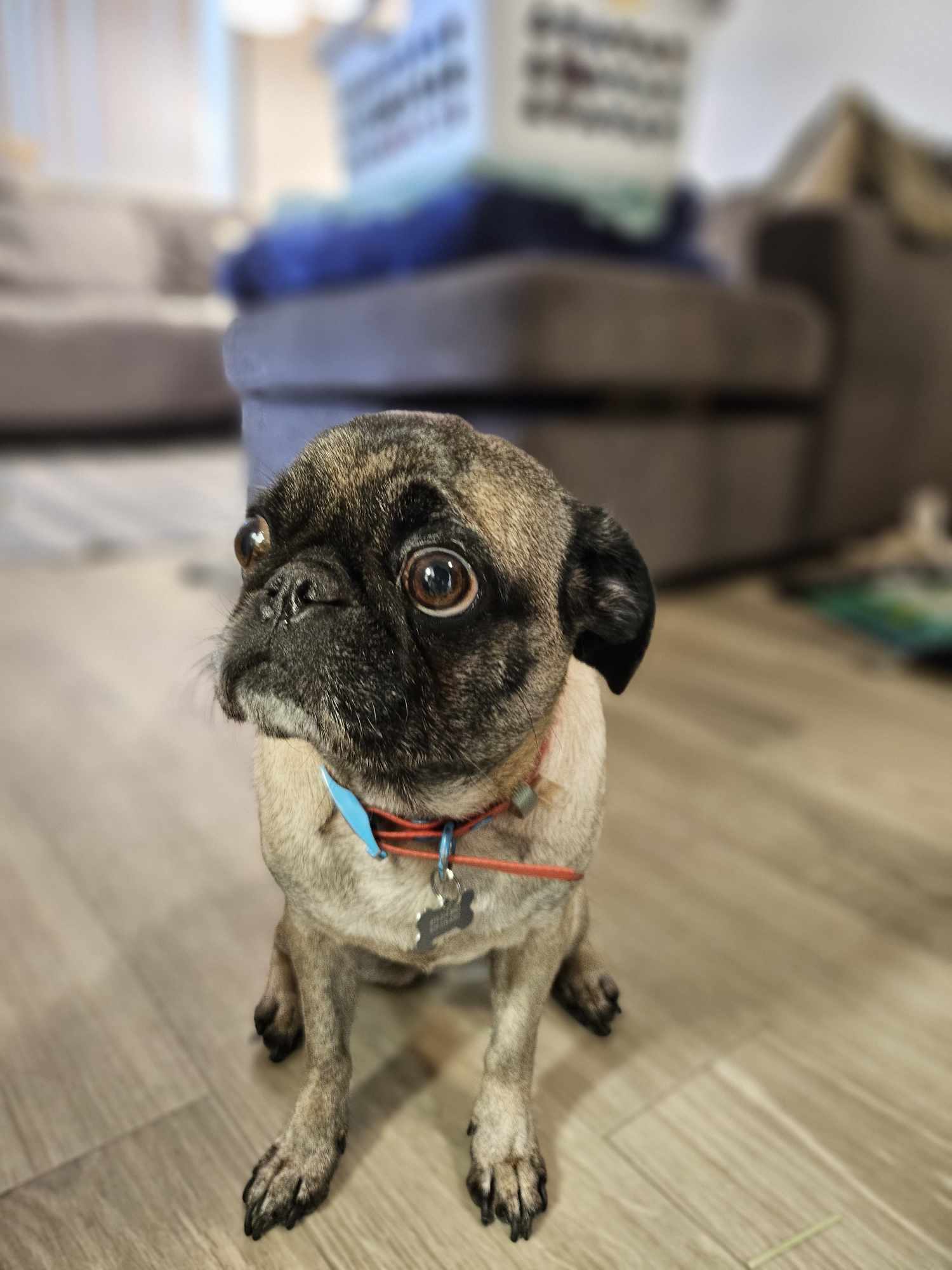 big eyeball bobo