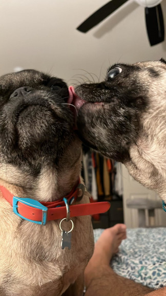 ponyo kissing bobo