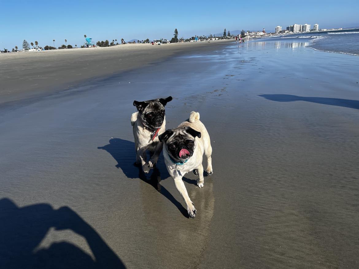 Pug Beach Day!